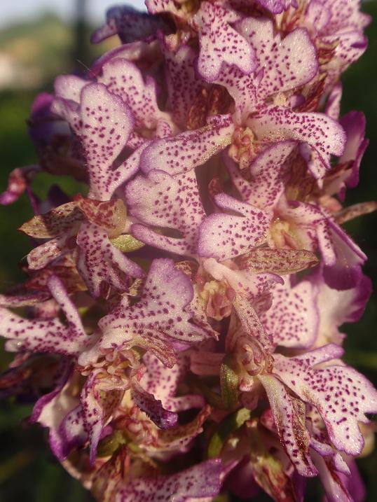 Orchis purpurea mostruosamente bella!